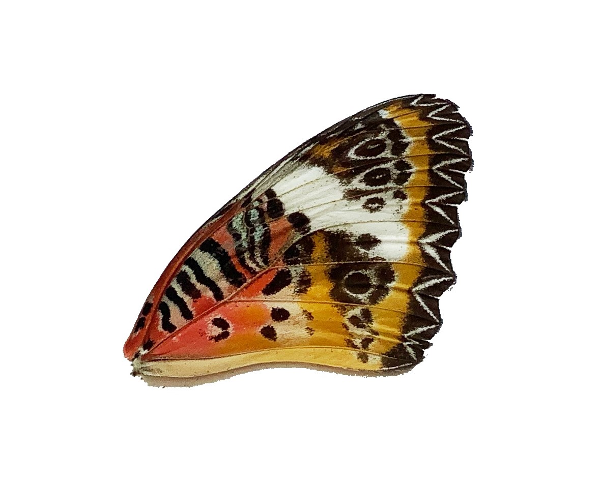 CETHOSIA SP FRONT WING
